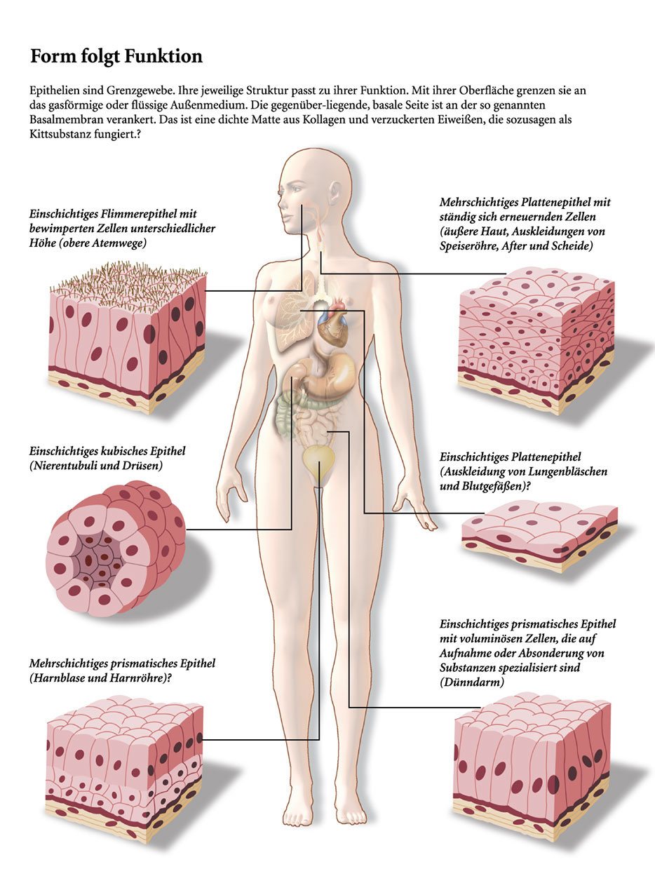 Medizin-Infografik