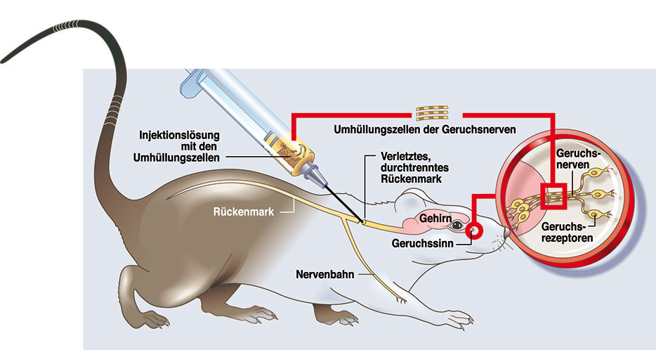 Ratten-Experiment