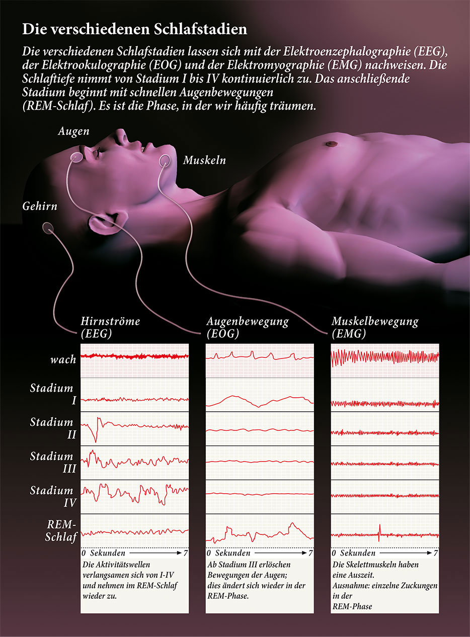 schlaf eeg