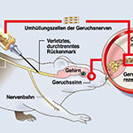 Medizinforschung Ratteninjektion