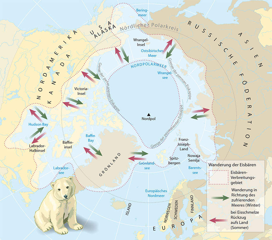 Eisbären_Arktis